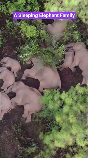 A Sleeping Elephant Family | Rare Peaceful Moment in the Wild 🐘💤
