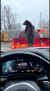 The bear got rhythm 🐻 #bears #rhythm #funnyreels #funnyvideos #webdevil33 | Mike Massaad