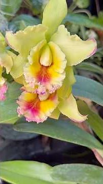 Haven’t seen this beauty bloom in awhile 😍 Subscribe to see more 🤙🏽 Growing orchids in Hawaii 🌴