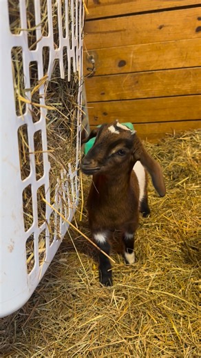 Baby goat Pixie | Cotton Bean Farms