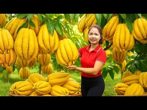 Harvesting 1000+ Buddha's Hand In the Forest & Go To Market Sell | Ella New Life