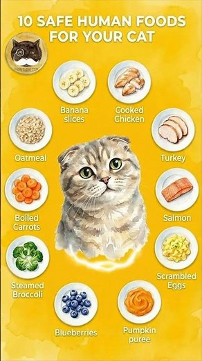 10 Safe Human Foods For Cats | What Can Cats Eat? #cats #cat #tvbini