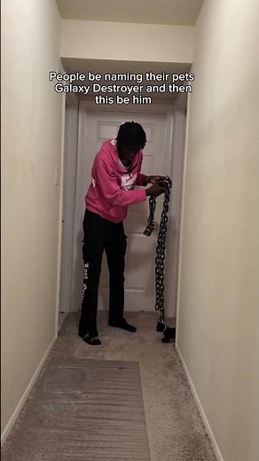 Pets named Galaxy Destroyer