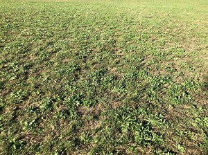 Spring overseed with Tenacity - yay or nay?  (with pics)