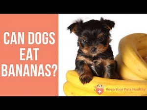 Can Dogs Eat Bananas?
