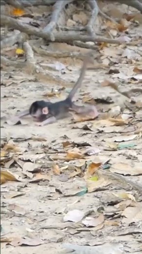 Baby monkey fall down with from tree