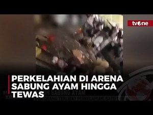 Ricuh  Perkelahian Brutal di Arena Sabung Ayam Kintamani Bali, Satu Orang Tewas - tvOnenews