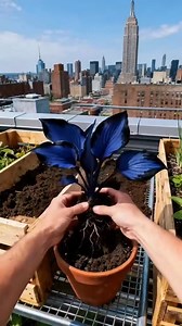 12 reactions · 3 comments | ✨ Transform Your Garden with Giant Caladium Bulbs!  Unleash your inner color wizard and create a stunning oasis right at home! These vibrant bulbs will bring your garden dreams to life, adding pops of color that wow all season long.  Don’t wait—plant the magic today and watch your garden flourish!  #GardenGoals #ColorfulDreams | Independenct | Facebook