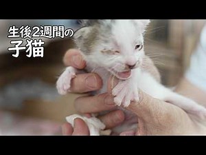【子猫を保護したら１ヶ月後に出産しました】産後８-１６日の子猫の成長記録🐈️ #cat #kitten