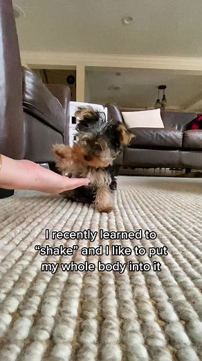 Adorable Yorkie Puppy Ear Twitchies