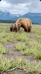 A day in the life of a 5 month old brown bear cub: eating what mom eats on the coastal meadow. There are estuaries along the Alaska coast that harbor protein rich plants such as sedges and goose tongue (which this family is grazing on). Bears will come down from the mountains in the spring and early summer and gather in these estuaries to just to feed on these plants. It is incredible how much weight they can put on while feeding on this primarily plant diet. #ourplanetdaily #wild #wildlifeplane