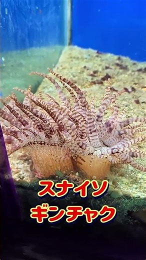 【スナイソギンチャク】串本海中公園 #shorts