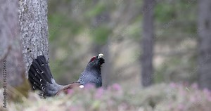 The male western capercaillie (Tetrao urogallus), in a forest in the Veneto region of Italy