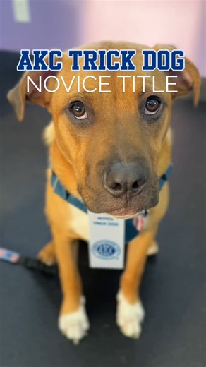 Canis Mountain Dog Training | AKC Trick Dog Novice Pop-Up Fun! 🎉🐾 Our pups have been hard at work earning their AKC Trick Dog Novice titles tonight — and crushing it!... | Instagram