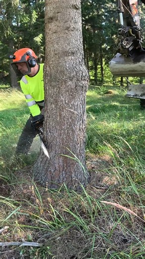 Chainsaw vs. Massive Spruce — Who Wins? 🪓 Watch as I take on a massive spruce tree with nothing but skill, precision, and a chainsaw. The stakes are high, the tree is huge — and the result will surprise you. 🌲🪓 #finnishlumberjack | Finnish Lumberjack