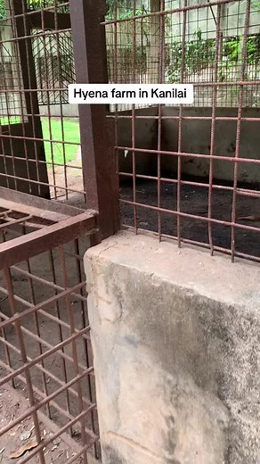 #fypシ゚viral #hyena #summervibes