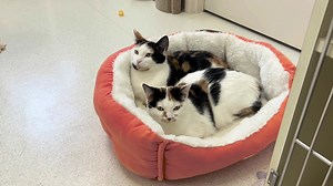 Meet Meg and Pepper! Hi there, we're Meg and Pepper, a gorgeous pair of 9-month-old Calico sisters looking for our purrfect forever home! We were a little scared at first, but the nice humans who found us were so gentle and kind. They gave us yummy food, comfy beds, and lots of love. We're still a bit shy, but we're starting to come out of our shells. We love to cuddle with each other and explore our surroundings when we feel safe. We need a home where we can stay together, because we feel most 