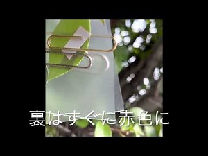 蒸散 葉の表と裏の違い 実験