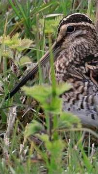 Great views of a Common Snipe
