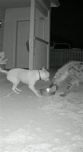 Dog Confronts Hyena Stealing His Dinner! #shortvideo #shortviral #shorts #dog #wildlife #animals