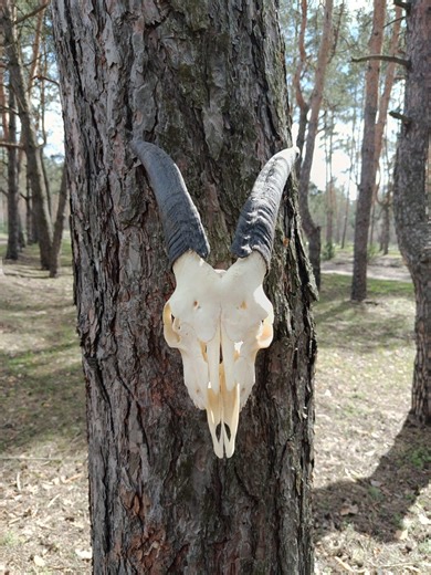 Real Domestic Goat Skull With Horns. Unique Gift for Huntsman, Skull Lover. Perfect Halloween, Birthday, or Christmas Decor. - Etsy