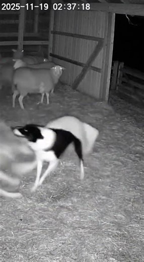 Undercover Dog Fights a Wolf in the Sheep Barn! #animals