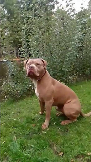 American bully xl can corso mix Chaku #amsterdam