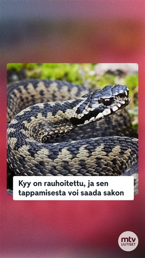 Kevään lämpö herättää myös kyykäärmeet. Jos kyyhyn törmää omalla pihalla, se tulisi ensisijaisesti jättää rauhaan tai siirtää muualle. Kyyn tappamisen ilman painavaa syytä joutuu korvaamaan valtiolle rahallisesti. 🐍 Käärmeen pesiytymistä omaan pihaan voi ehkäistä. Lue keinot osoitteesta mtvuutiset.fi tai klikkaamalla bion linkkiä! #mtvuutiset #käärmeet #kyykäärme | MTV Uutiset