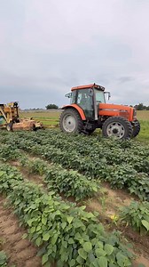 Butterbeans coming soon, get ready! | Cassebaum Farms Produce