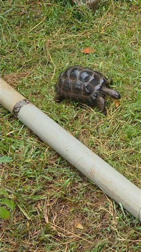 Baby Tortoise Finds a Drink in the Rain