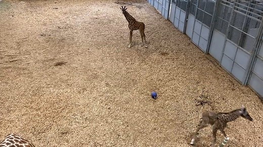 10K views · 436 reactions | Seneca Park Zoo's newest addition, a Masai giraffe calf, is shown running around in new video released by Monroe County. The unnamed giraffe has a leg splint to correct a congenital abnormality. STORY: https://13wham.com/newsletter-daily/welcome-baby-again-seneca-park-zoo-celebrates-birth-of-second-giraffe-this-year | 13 WHAM ABC | Facebook