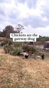 3.9M views · 80K reactions | Looking back on last year’s homestead...