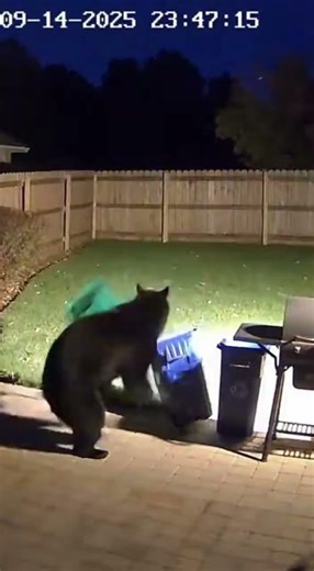 Bear Gets Scared by Motion Light 😳 | Real CCTV Footage
