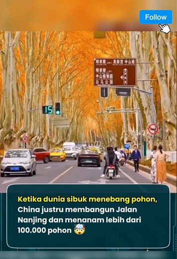 Wutong Avenue Nanjing: Jalan Berpohon London Plane yang Terlindungi