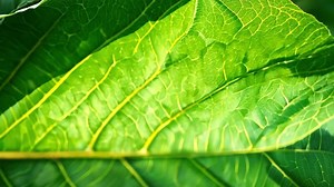 Download Close-up of a vibrant green leaf highlighting its intricate vein patterns and textures against a blurred nature background. for free