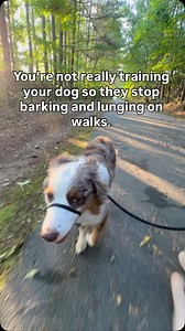 You don’t want to train your reactive dog. You want to go on an evening walk without feeling tense the entire time. You want to stop pulling a neck muscle scanning the street for other dogs, bikes, people. You want to take your dog out during daylight hours, not just at 5 a.m. or 9 p.m. You want to be able to have guests over without panic. You want to take a deep breath and actually enjoy time with your dog again. You want to stop feeling like every outing is a gamble. Like your dog’s progress 