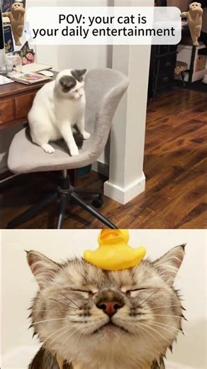 #funny #fyp #foryou #cat #shorts