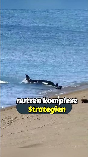 Die Killerwale: Der mächtige Jäger, der sogar weiße Haie jagt! 🦈