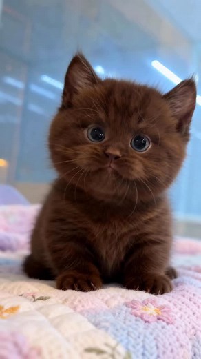 The sweetest kitten chocolate dream come true 😻🍫 With eyes like melted cocoa and a heart full of purrs 💕 Too cute to be real — but he is! Send him to chocolate lovers 🤎 #cat #kitten #kitty #catlover #chocolate #metai | Wish Ai Creator