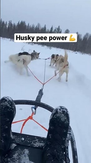 How does a Husky pee while running🐾💦❓#husky #huskies #pee #wee #dogs #doglovers