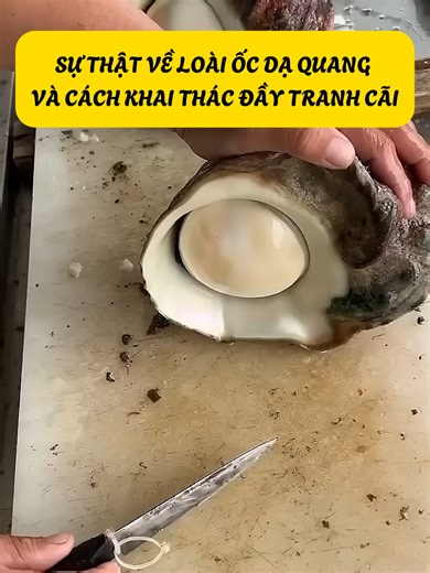 Sự Thật Về Loài Ốc Dạ Quang Và Cách Khai Thác Đầy T.r.a.n.h C.ã.i #cothebanchuabiet #khampha #kienthuc
