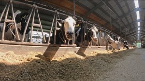 Keeping cows cool: How do dairy farms beat the heat during sweltering weather in northwest Ohio?