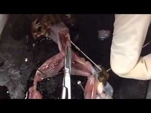 Frog sciatic nerve dissection