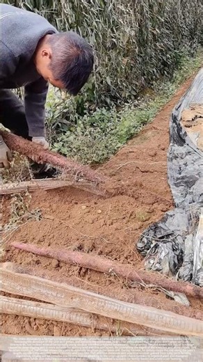 Horizontal yam cultivation #Agriculture #Farmers #Harvest#shorts