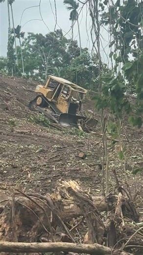 Bulldozer D6R XL Action Clears Oil Palm Plantation on the Slope