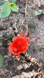 Kyle Goetsch | Up close with a velvet mite. Tiny, bright, and full of character. Nature never runs out of surprises. | Instagram