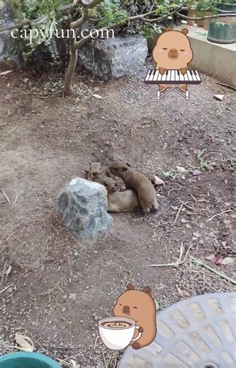 Adorable Capybara Babies at Play