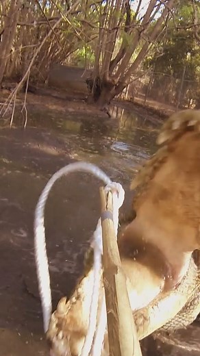 44K views · 692 reactions | Enormous crocodile fights rangers as they try to move him! #reels #crocodile #reptiles #timfaulkner | Untamed | Facebook