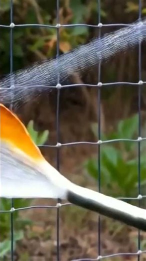 sprinkle system irrigation