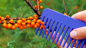 1.4M views · 711 shares | Smart gardening and plant hacks: | 5-Minute Crafts Play | Facebook